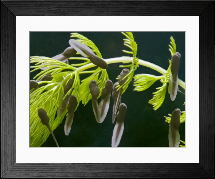 Framed Print : Common Toad – tadpoles x1 Bedfordshire UK 003935 Framed Print : Common Toad – tadpoles x1 Bedfordshire UK 003935