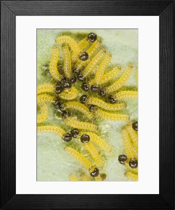 Framed Print : Large white - caterpillars feeding on brassica - Bedfordshire UK 007688 Framed Print : Large white - caterpillars feeding on brassica - Bedfordshire UK 007688
