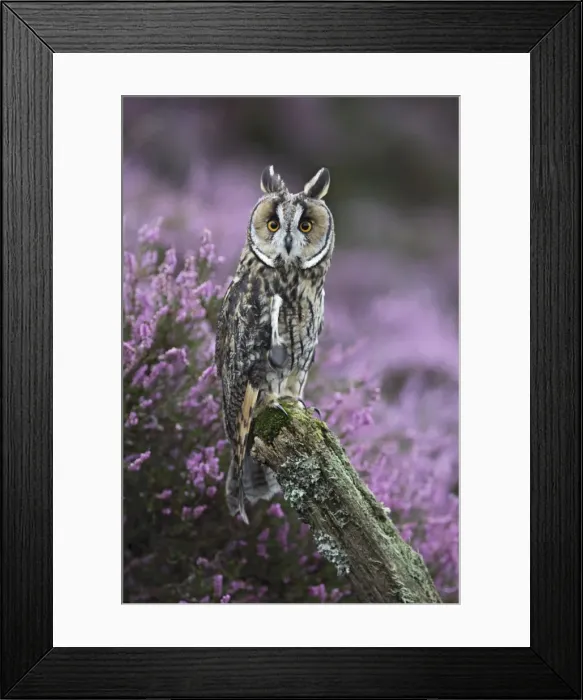 Framed Print : Long eared Owl - on post in heather - West Wales UK 007835 Framed Print : Long eared Owl - on post in heather - West Wales UK 007835