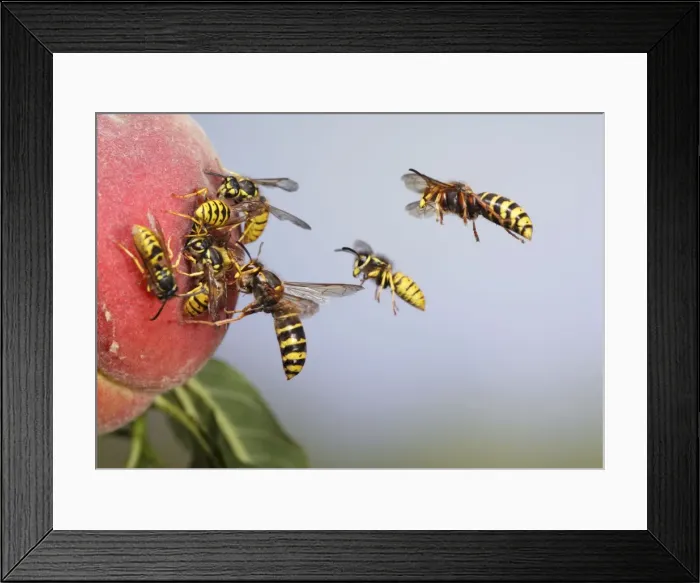 Framed Print : Median and Common Wasps (Vespula vulgaris) - on peach - Bedfordshire UK 007747 Framed Print : Median and Common Wasps (Vespula vulgaris) - on peach - Bedfordshire UK 007747