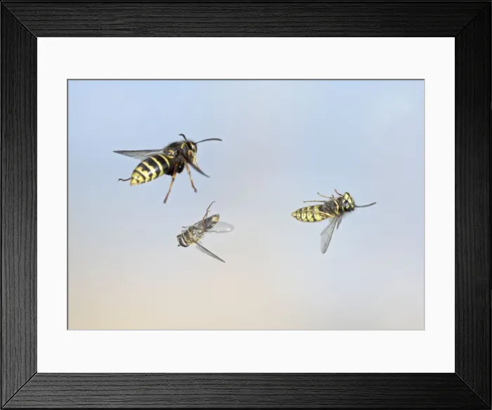 Framed Print : Common Wasp and Hover fly swerve to avoid Median wasp (Dolichovespula media) - Bedfordshire UK 007693 Framed Print : Common Wasp and Hover fly swerve to avoid Median wasp (Dolichovespula media) - Bedfordshire UK 007693