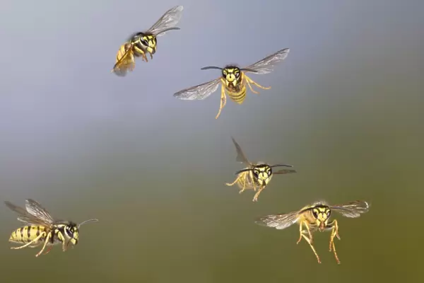 Common Wasp - group in flight - Bedfordshire UK 007776