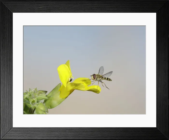 Framed Print : Hover fly - landing on mimulus - Bedfordshire UK 007660 Framed Print : Hover fly - landing on mimulus - Bedfordshire UK 007660