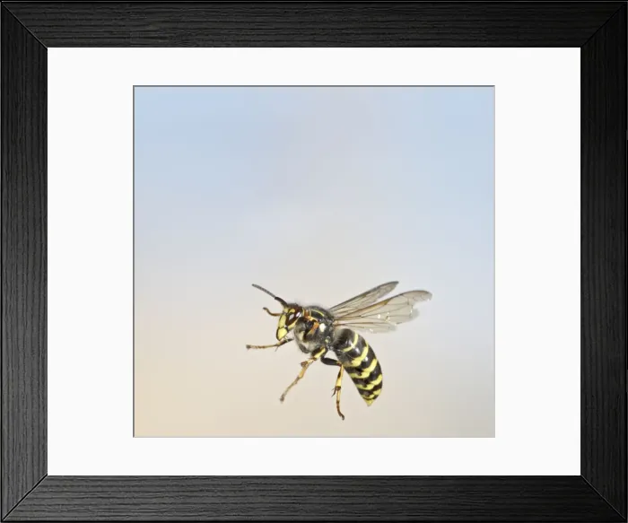 Framed Print : Median Wasp - in flight - large aggressive wasp getting common in UK - Bedfordshire UK 007690 Framed Print : Median Wasp - in flight - large aggressive wasp getting common in UK - Bedfordshire UK 007690