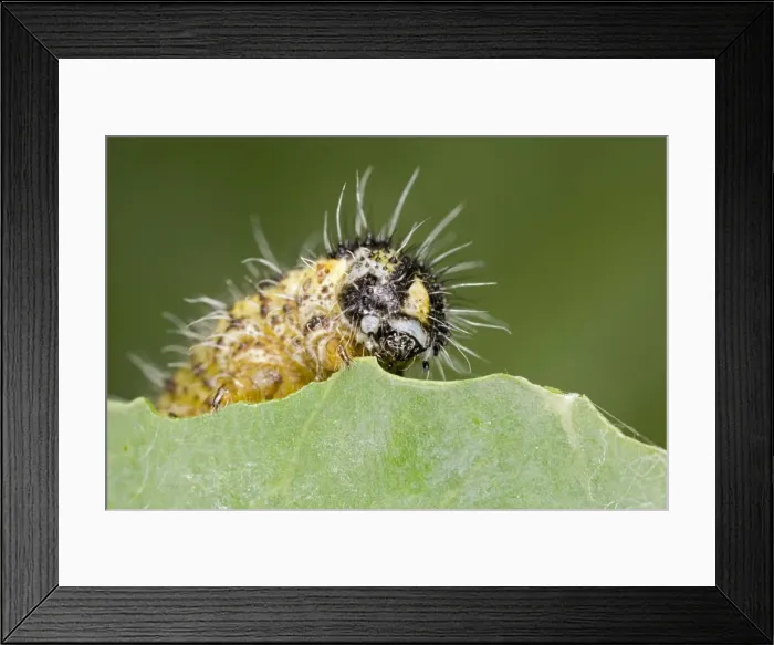 Framed Print : Large White - caterpillar feeding on brassica - Bedfordshire UK 007685 Framed Print : Large White - caterpillar feeding on brassica - Bedfordshire UK 007685