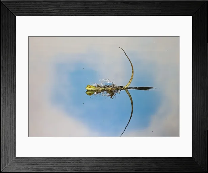 Framed Print : Green / Plumed Crested basilisk - young running across water. Central America 005258 Framed Print : Green / Plumed Crested basilisk - young running across water. Central America 005258