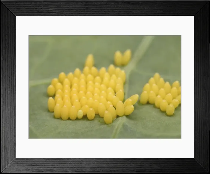 Framed Print : Large White Caterpillar - eggs laid on brassica - Bedfordshire UK 007691 Framed Print : Large White Caterpillar - eggs laid on brassica - Bedfordshire UK 007691