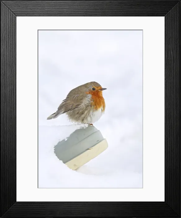Framed Print : Robin - on wellington boot in snow - Bedfordshire UK 007988 Framed Print : Robin - on wellington boot in snow - Bedfordshire UK 007988