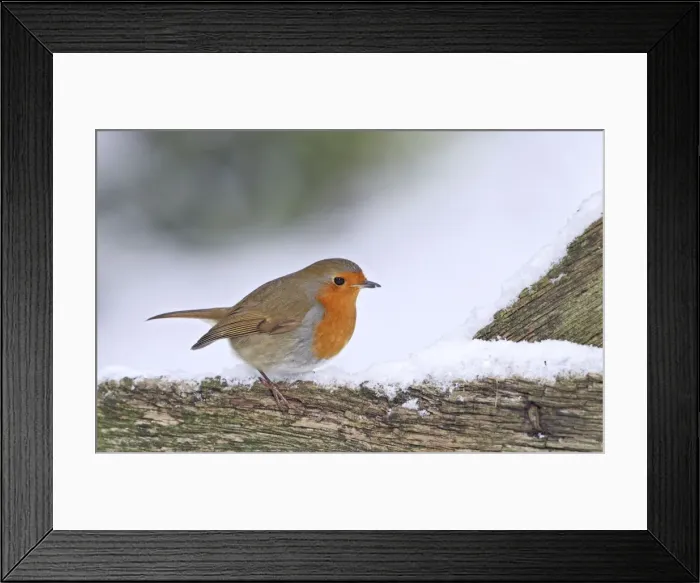 Framed Print : Robin - on snowy gate - Bedfordshire UK 008004 Framed Print : Robin - on snowy gate - Bedfordshire UK 008004