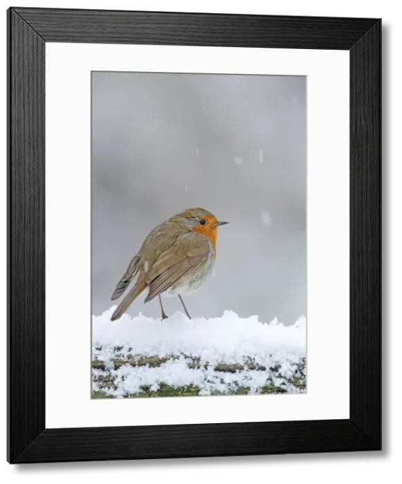 Framed Print : Robin - in snowstorm - Bedfordshire UK 008014 Framed Print : Robin - in snowstorm - Bedfordshire UK 008014