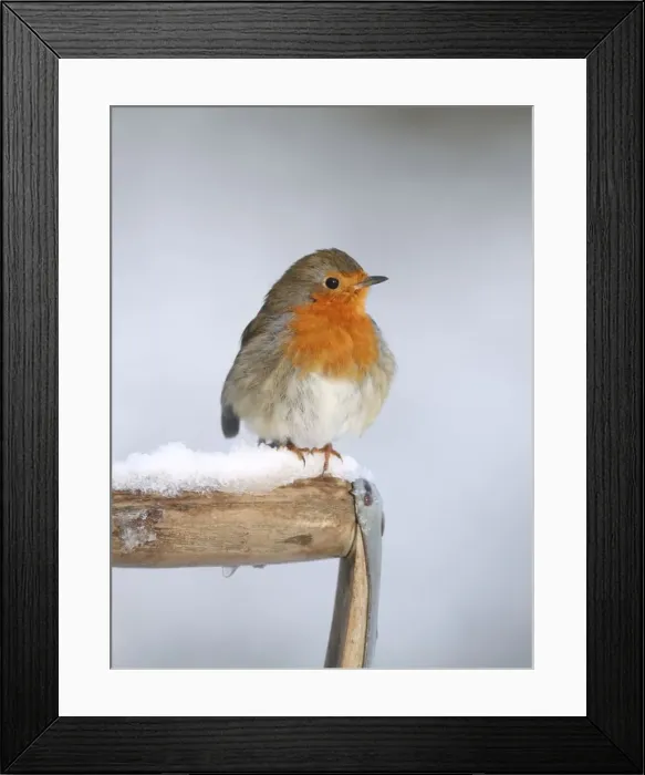 Framed Print : Robin - on snowy fork handle - Bedfordshire UK 007996 Manipulated Image: Red breast patched up Framed Print : Robin - on snowy fork handle - Bedfordshire UK 007996 Manipulated Image: Red breast patched up