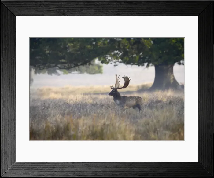 Framed Print : Fallow Deer - stag in mist at sunrise - Petworth Park UK 007903 Framed Print : Fallow Deer - stag in mist at sunrise - Petworth Park UK 007903