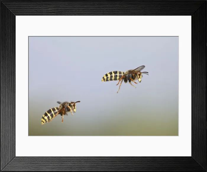 Framed Print : Median Wasp - two in flight - Bedfordshire UK 007941 Framed Print : Median Wasp - two in flight - Bedfordshire UK 007941