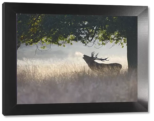 Red Deer - stag roaring in mist - Richmond Park UK 007851