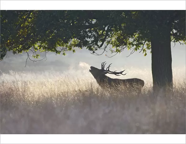 Red Deer - stag roaring in mist - Richmond Park UK 007851