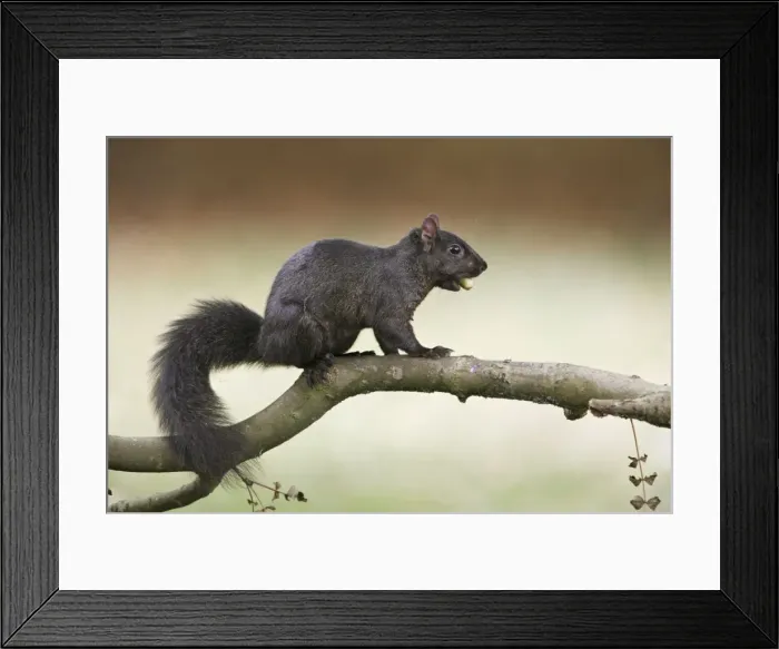 Framed Print : Grey Squirrel - black form with acorn - Hertfordshire UK 007874 Framed Print : Grey Squirrel - black form with acorn - Hertfordshire UK 007874