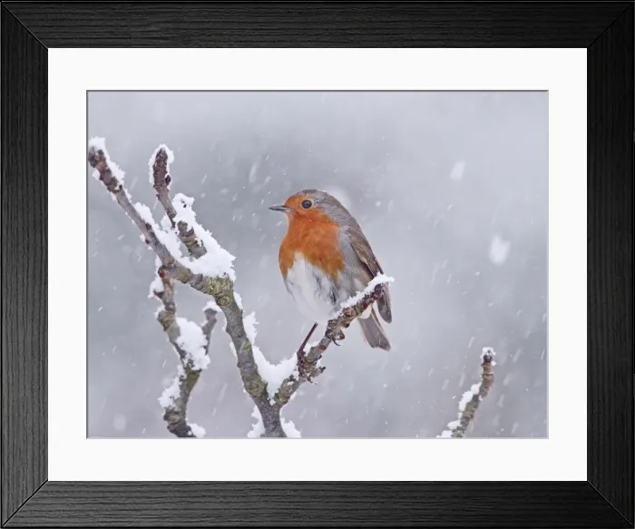 Framed Print : Robin - in snowstorm - Bedfordshire UK 008009 Framed Print : Robin - in snowstorm - Bedfordshire UK 008009