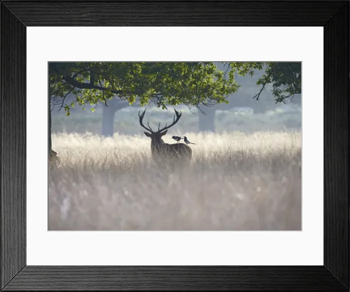 Framed Print : Red Deer - stag with magpies on back searching fir for ticks - Richmond Park UK 007853 Framed Print : Red Deer - stag with magpies on back searching fir for ticks - Richmond Park UK 007853