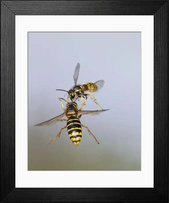 Framed Print : Median Wasp and Common Wasp (Vespula vulgaris) - fighting in flight - Bedfordshire UK 007947 Framed Print : Median Wasp and Common Wasp (Vespula vulgaris) - fighting in flight - Bedfordshire UK 007947