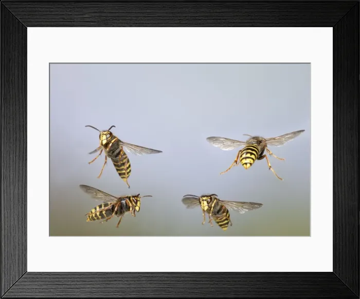 Framed Print : Median Wasp - group in flight - Bedfordshire UK 007945 Framed Print : Median Wasp - group in flight - Bedfordshire UK 007945