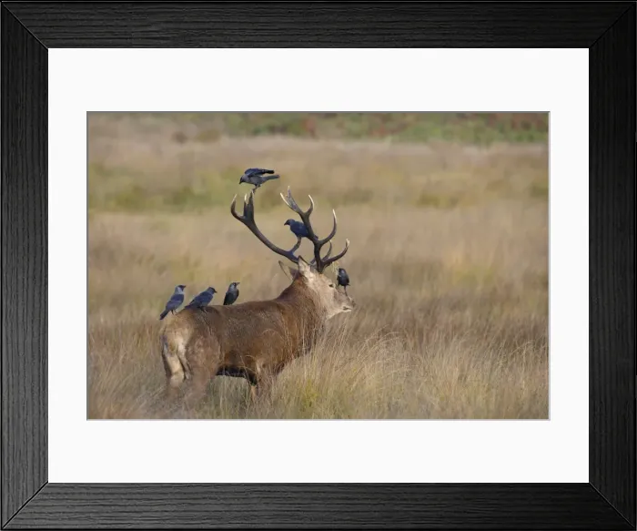 Framed Print : Red Deer - stag with jackdaws searching fir for ticks - Richmond Park UK 007862 Framed Print : Red Deer - stag with jackdaws searching fir for ticks - Richmond Park UK 007862