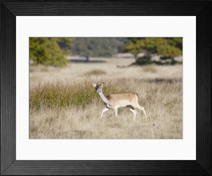 Framed Print : Fallow Deer - hind on the move - Petworth park UK 007023 Framed Print : Fallow Deer - hind on the move - Petworth park UK 007023