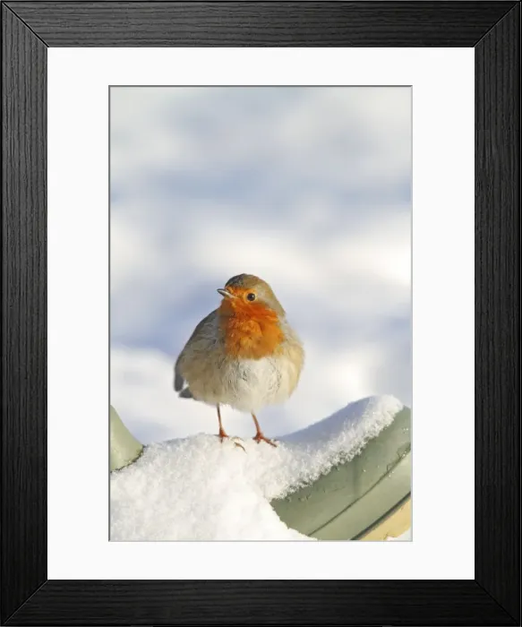 Framed Print : Robin - on wellington boot - Bedfordshire UK 007977 Framed Print : Robin - on wellington boot - Bedfordshire UK 007977