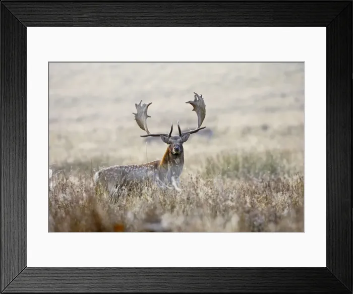 Framed Print : Fallow Deer - stag at sunrise - Petworth Park UK 007910 Framed Print : Fallow Deer - stag at sunrise - Petworth Park UK 007910