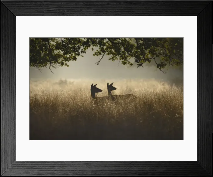 Framed Print : Red Deer - hinds at dawn - Richmond Park UK 007847 Framed Print : Red Deer - hinds at dawn - Richmond Park UK 007847