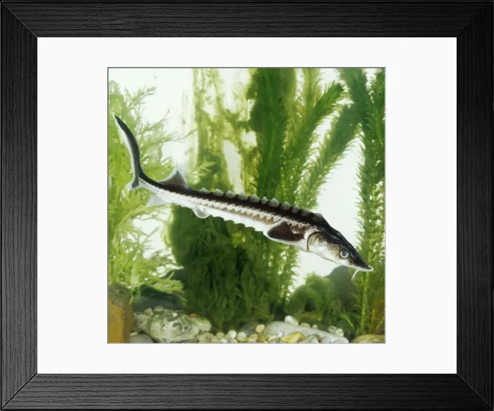 Framed Print : Star Sturgeon BB 484 Acipenser stellatus © Brian Bevan / ARDEA LONDON Framed Print : Star Sturgeon BB 484 Acipenser stellatus © Brian Bevan / ARDEA LONDON