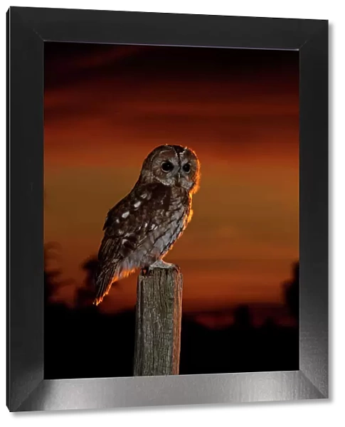 Tawny Owl - on post at sunset - Bedfordshire UK 008115