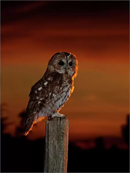 Tawny Owl - on post at sunset - Bedfordshire UK 008115