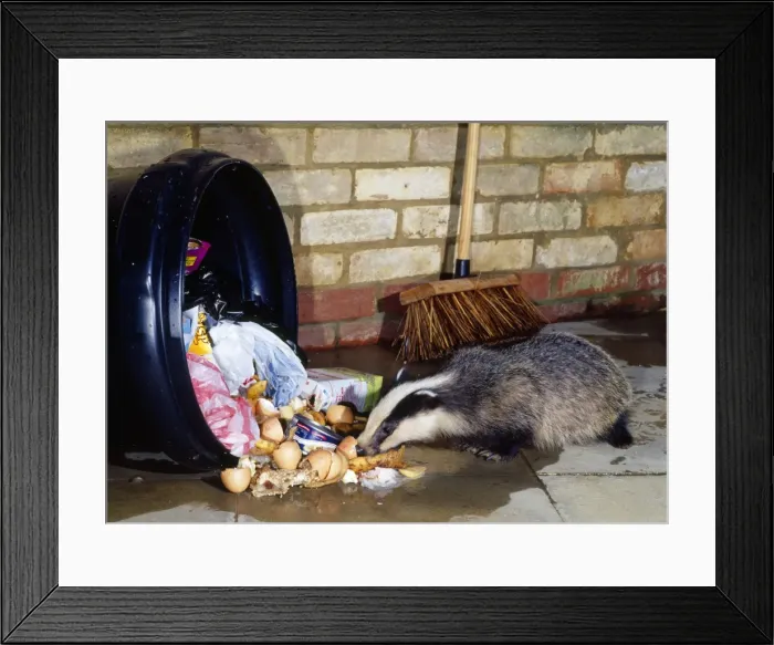 Framed Print : Badger - at dustbin Framed Print : Badger - at dustbin