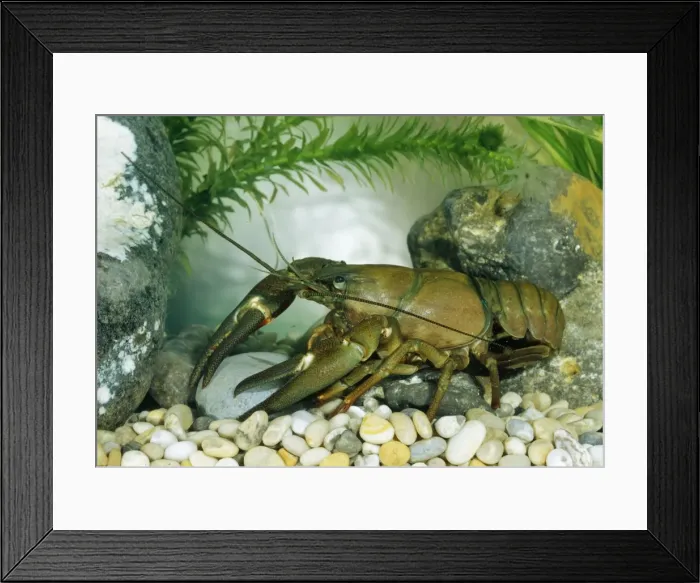 Framed Print : American signal Crayfish BB 389 Pacifastacus lenuisculus © Brian Bevan / ARDEA LONDON Framed Print : American signal Crayfish BB 389 Pacifastacus lenuisculus © Brian Bevan / ARDEA LONDON