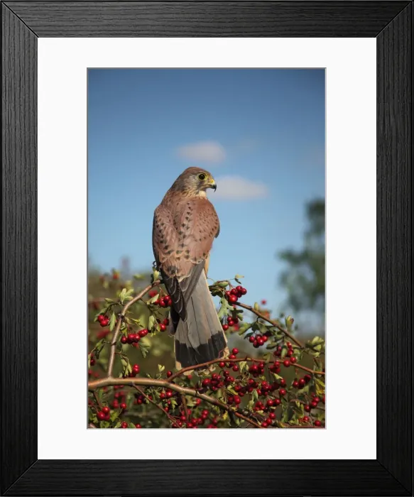 Framed Print : Kestrel - male on hawthorn - Bedfordshire UK 008048 Framed Print : Kestrel - male on hawthorn - Bedfordshire UK 008048