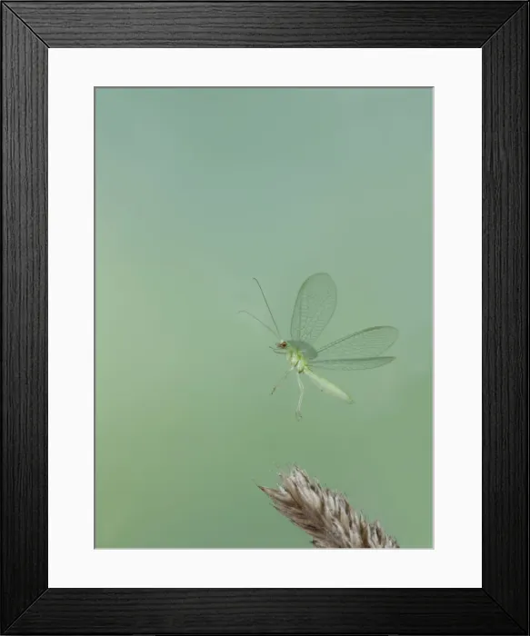 Framed Print : Green Lacewing - in flight taking off - Bedfordshire UK 008032 Framed Print : Green Lacewing - in flight taking off - Bedfordshire UK 008032