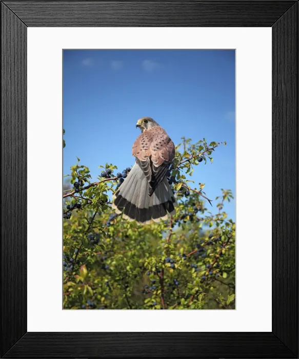 Framed Print : Kestrel - male on blackthorn - Bedfordshire UK 008045 Framed Print : Kestrel - male on blackthorn - Bedfordshire UK 008045