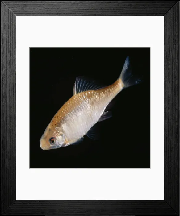 Framed Print : Golden Bitterling Framed Print : Golden Bitterling