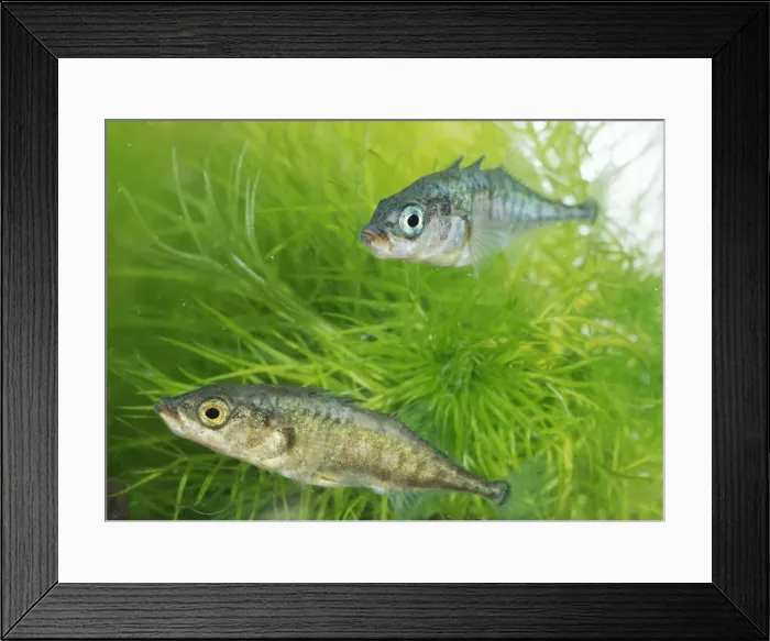 Framed Print : Two Three-spined Sticklebacks Framed Print : Two Three-spined Sticklebacks