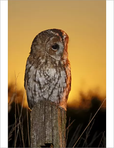 Tawny Owl - on post at sunset - Bedfordshire UK 008103