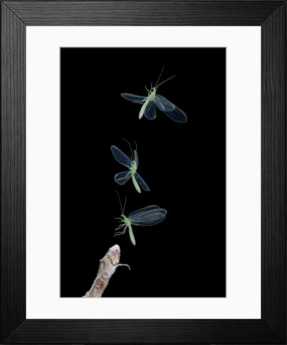Framed Print : Green Lacewing - taking off - multiflash Bedfordshire UK 008036 Framed Print : Green Lacewing - taking off - multiflash Bedfordshire UK 008036