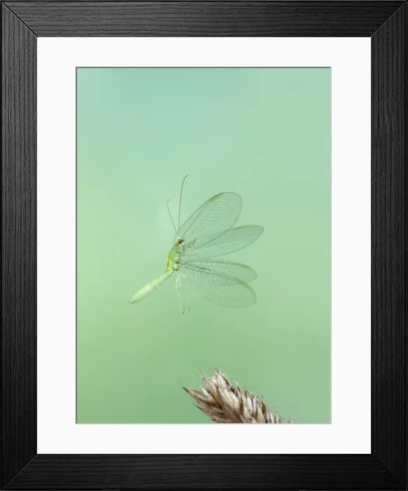 Framed Print : Green Lacewing - taking off - Bedfordshire UK 008033 Framed Print : Green Lacewing - taking off - Bedfordshire UK 008033