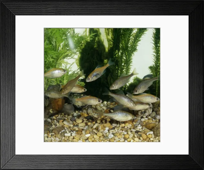Framed Print : Bitterling & Golden Bitterling Framed Print : Bitterling & Golden Bitterling