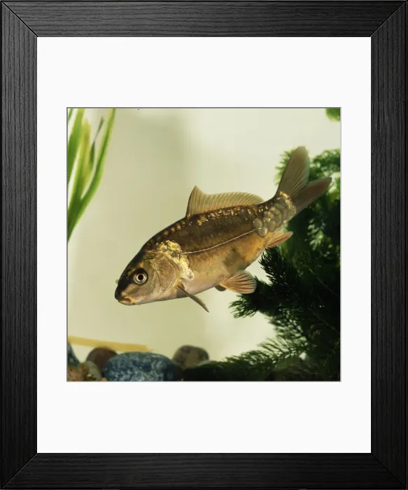Framed Print : Leather Carp Framed Print : Leather Carp