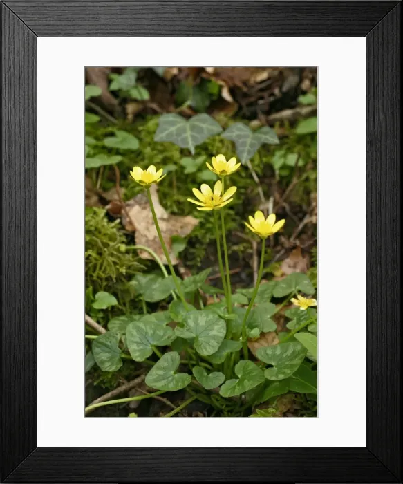Framed Print : Lesser Celandine - Cluster of flowers. West Wales UK 027 Framed Print : Lesser Celandine - Cluster of flowers. West Wales UK 027