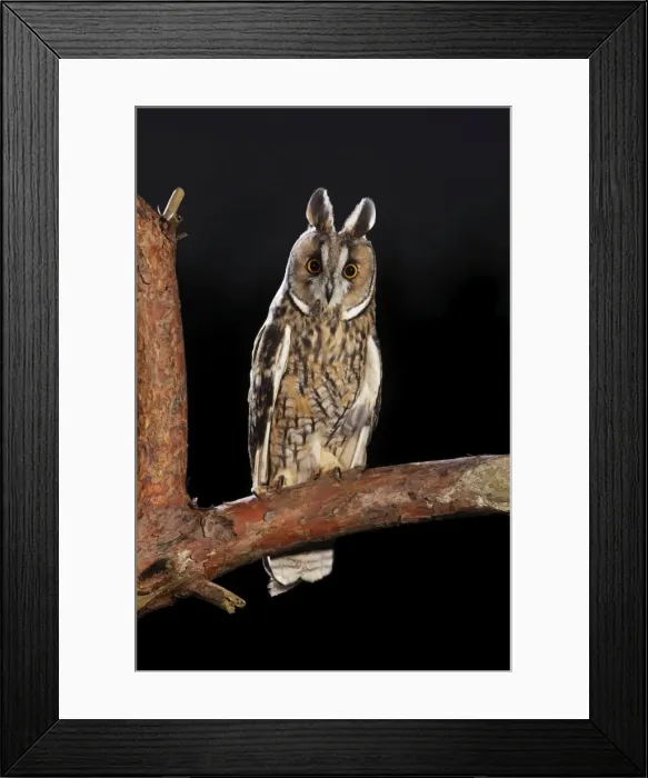 Framed Print : Long Eared Owl - on pine branch at dusk - Bedfordshire UK 008090 Framed Print : Long Eared Owl - on pine branch at dusk - Bedfordshire UK 008090