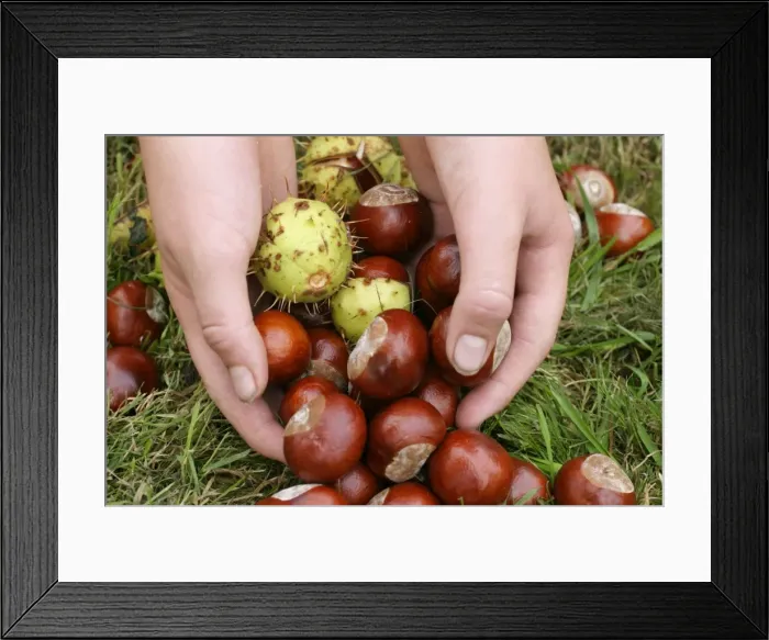 Framed Print : Conkering Handfull of conkers Bedfordshire UK Framed Print : Conkering Handfull of conkers Bedfordshire UK