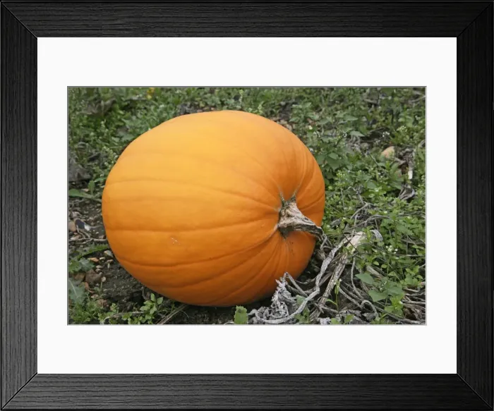 Framed Print : Pumpkin – ready for harvest UK Framed Print : Pumpkin – ready for harvest UK