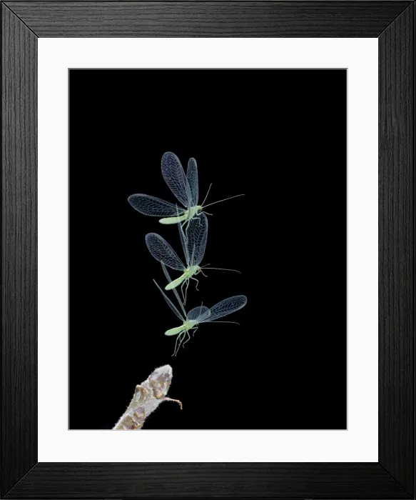 Framed Print : Green Lacewing - in flight taking off - multiflash - Bedfordshire UK 008034 Framed Print : Green Lacewing - in flight taking off - multiflash - Bedfordshire UK 008034