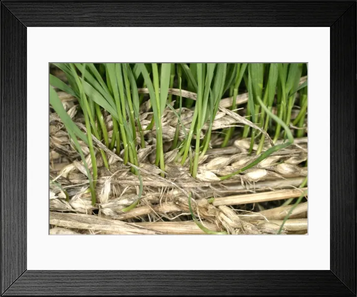 Framed Print : Wheat Damaged by rain - Close up of new growing on the ear Bedfordshire UK Framed Print : Wheat Damaged by rain - Close up of new growing on the ear Bedfordshire UK